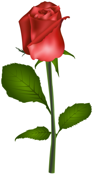 Red Rose Transparent Clip Art Image - Rose Clipart Free No Transparent (323x600)