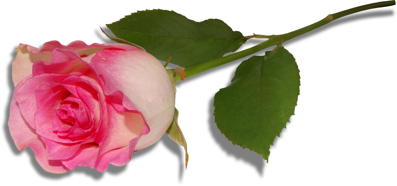 Large Pink Rose Clipart Blumen Pink Roses Clip Cliparting - Good Quotes For Facebook (1280x599)