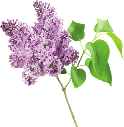 Fleurs Lilas - - Fleur Lilas Png (487x500)