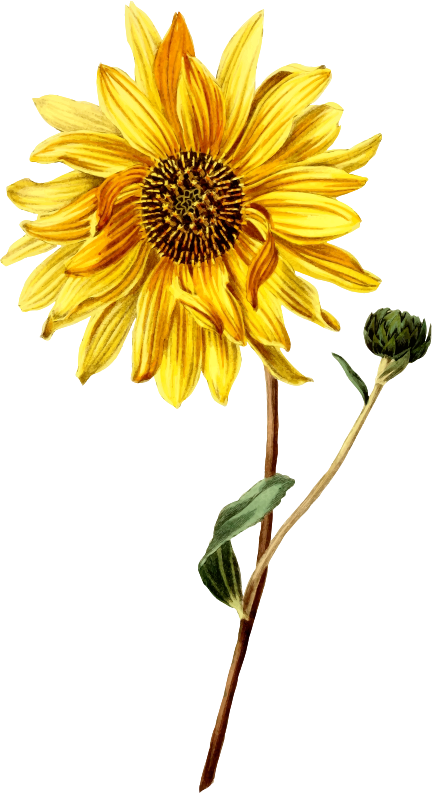 Medium Image - Sunflower Shirt (432x793)