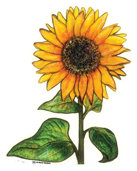 Paxgalaxy - Sunflower (600x600)