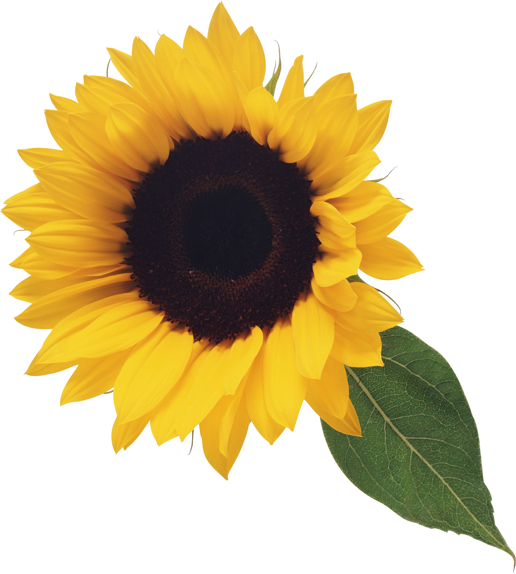 Sunflower Illustration Png Image - Sunflower Pngs (2014x2238)