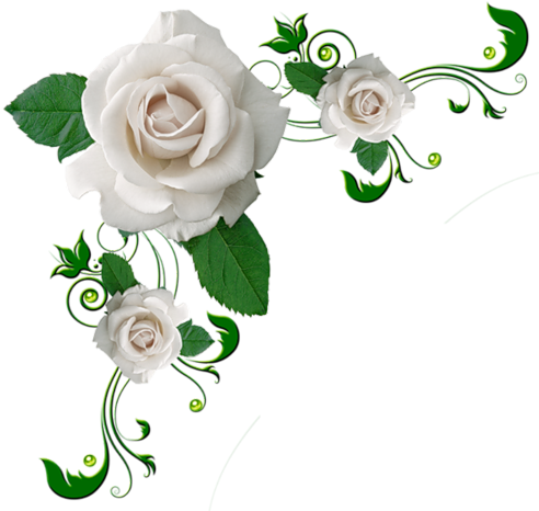 Coins Avec Fleurs Pour Cadres - White Roses No Background (500x477)