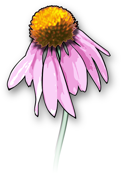 Echinacea - Draw A Dead Flower (426x640)