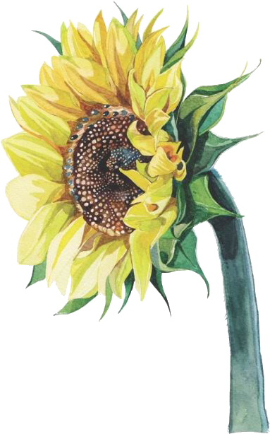 Common Sunflower Watercolor Painting Illustrator Illustration - Common Sunflower Watercolor Painting Illustrator Illustration (479x669)
