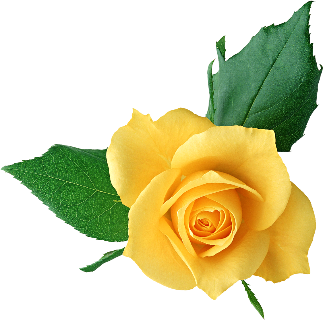 Yellow Rose Clip Art - Yellow Rose Full Hd (1268x1153)