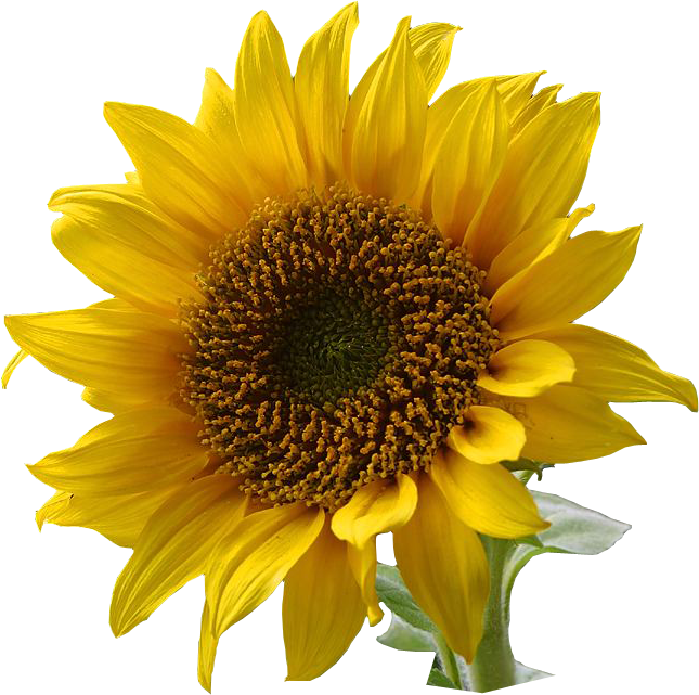 A Sunflower-edited - Flower With Transparent Background (645x641)