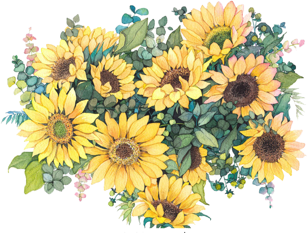 Common Sunflower Watercolor Painting Illustration - Sunflower Watercolor Png (658x658)