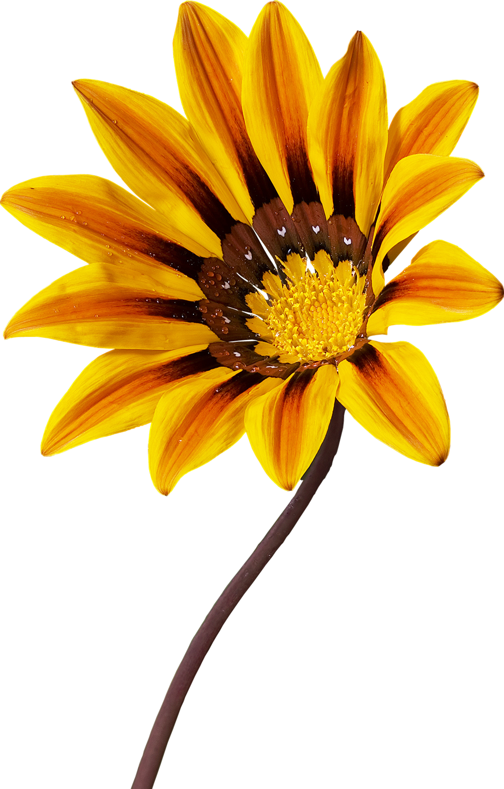 Nature Flowers - Gazania Png (1024x1604)