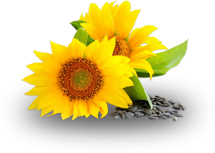 Ceoco Produces High Quality Crude Sunflower Oil For - Vi-tae 100% Natural First Aid Spray - Relief For Minor (1000x686)