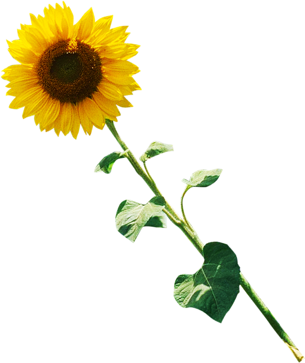 Common Sunflower Performance Photography - Common Sunflower Performance Photography (1110x1280)