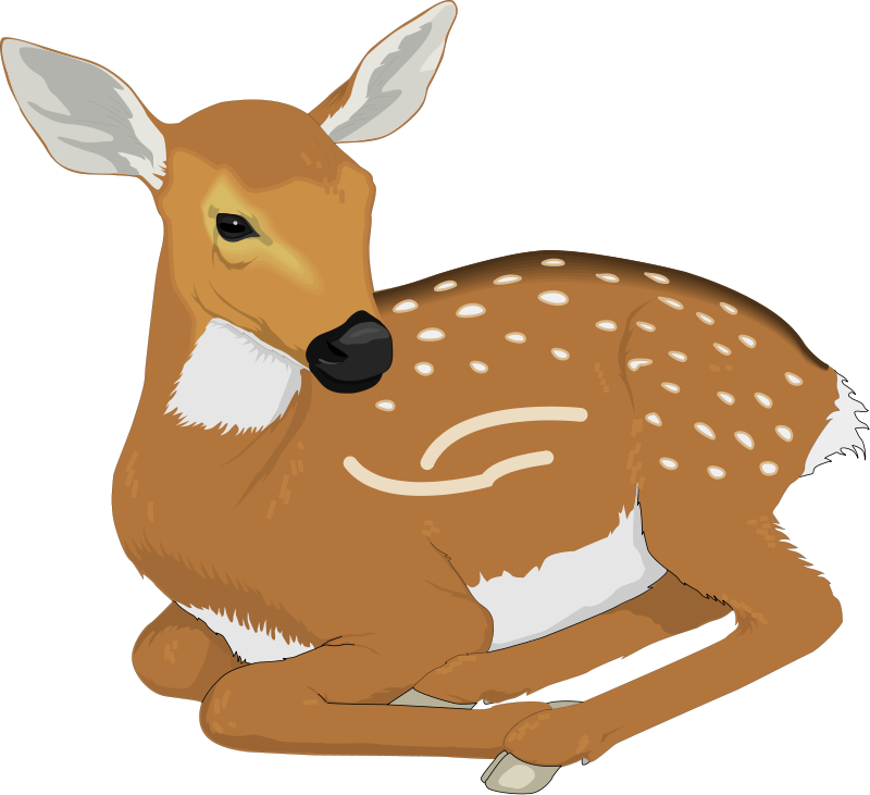 Deer Clipart - Fawn Clipart (800x731)