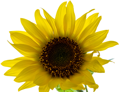 Aesthetic Yellow Flower Png (426x321)