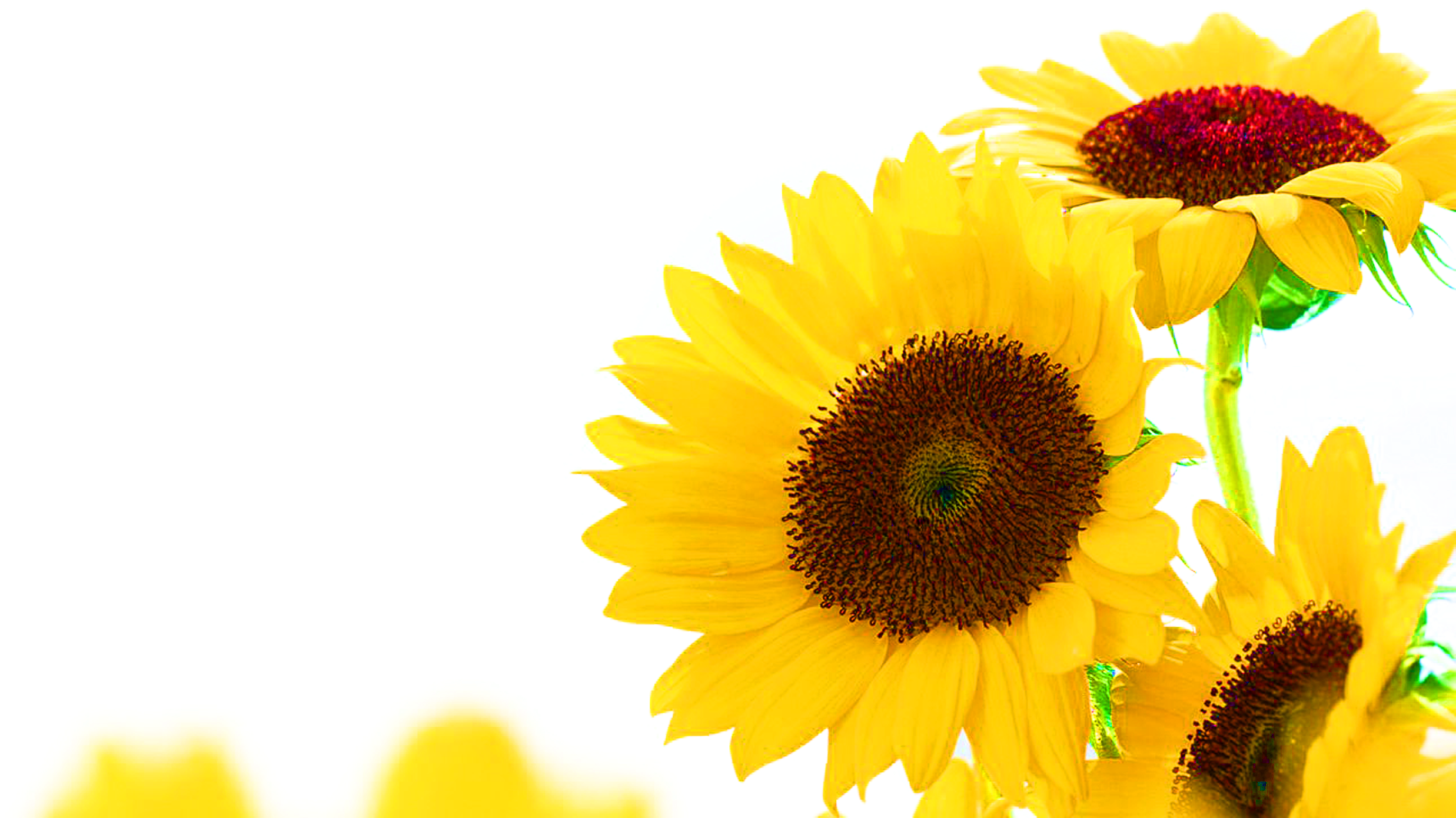 Common Sunflower Jerusalem Artichoke Sunflower Seed - Common Sunflower Jerusalem Artichoke Sunflower Seed (2671x1482)