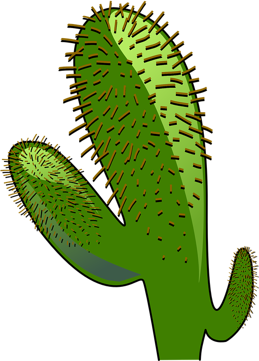Cowboy Cactus Cliparts 9, - Animated Cactus (517x720)