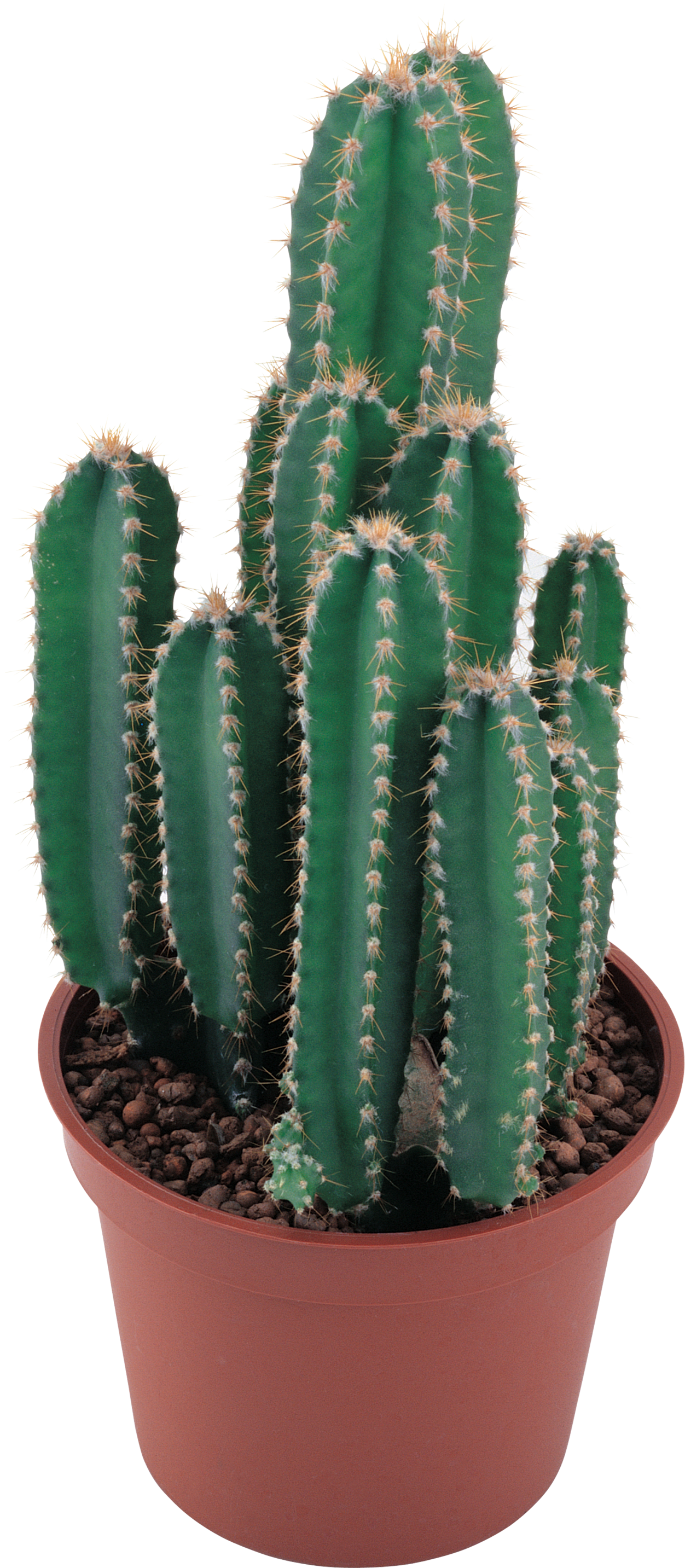 Cactus Pesquisa Google - Cactus Png (1252x2866)