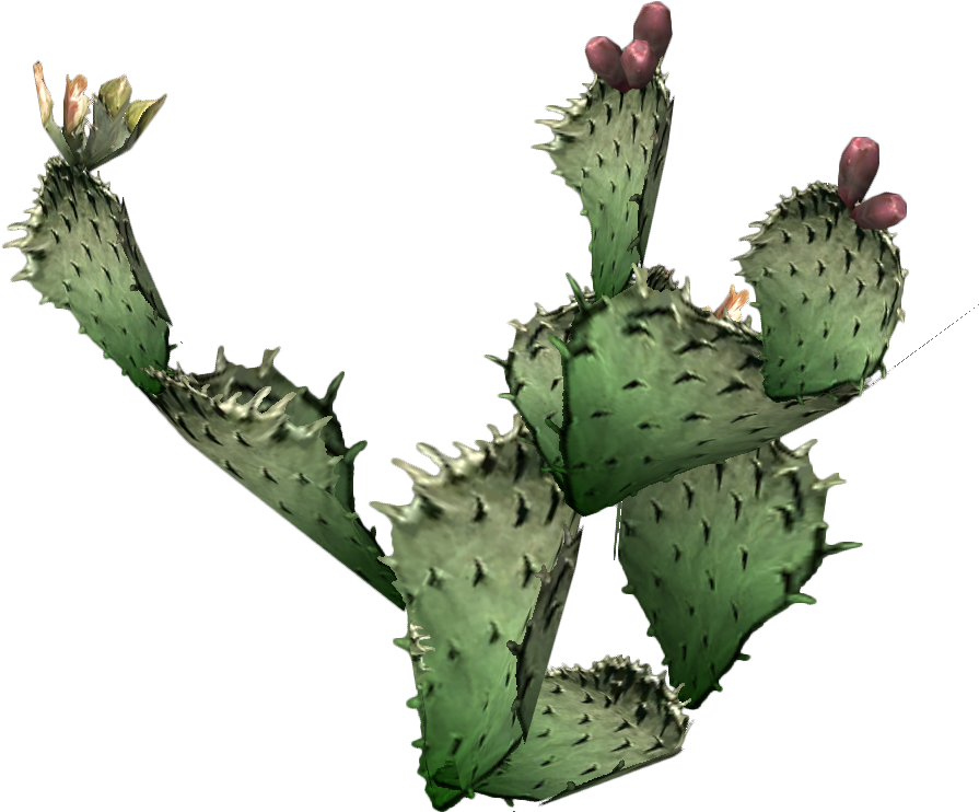 Desert Clipart Prickly Pear Cactus - Real Prickly Pear Cactus Clipart.