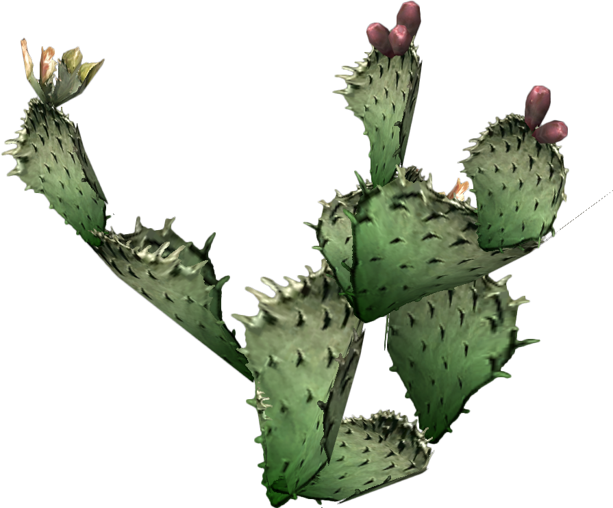 Desert Clipart Prickly Pear Cactus - Real Prickly Pear Cactus Clipart (900x800)