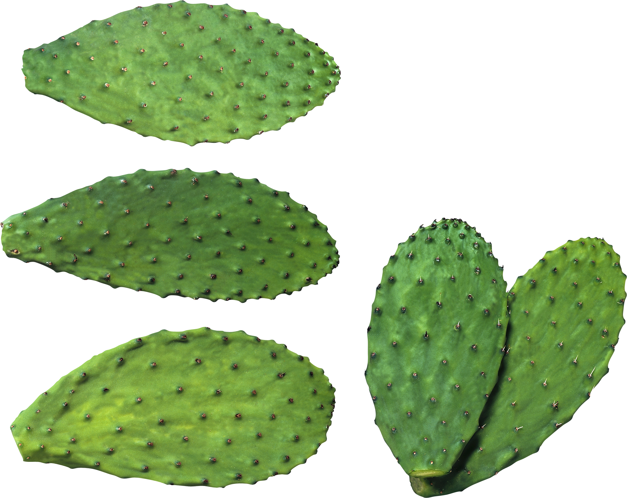 Cactus Png Image, Free Picture Cactus Download - All Type Cactus (2196x1743)