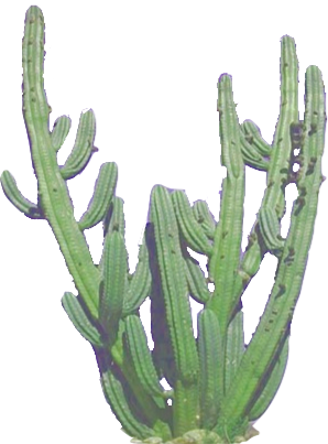 Cactus Clip Art Image - Transparent Tumblr Cactus (298x403)