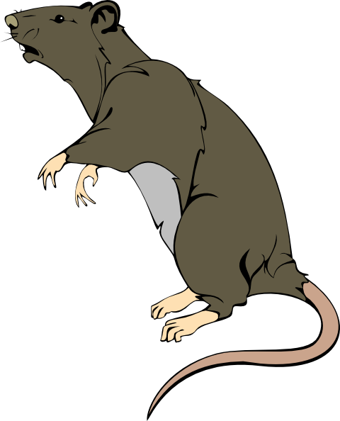 Clip Art Rat & Clip Art Rat Clip Art Images - Free Clipart Rat (480x594)