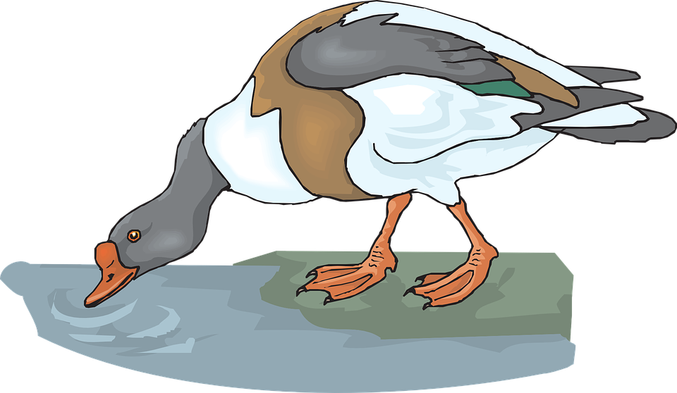 Duck, Water, Bird, Drinking, Feathers, Drink - Animal Drink Water Clipart (960x558)