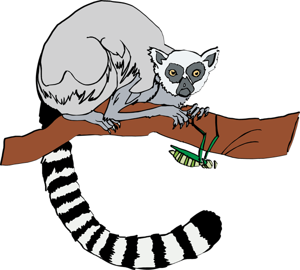 Lemur Clip Art - Ring Tailed Lemur Clip Art (600x539)