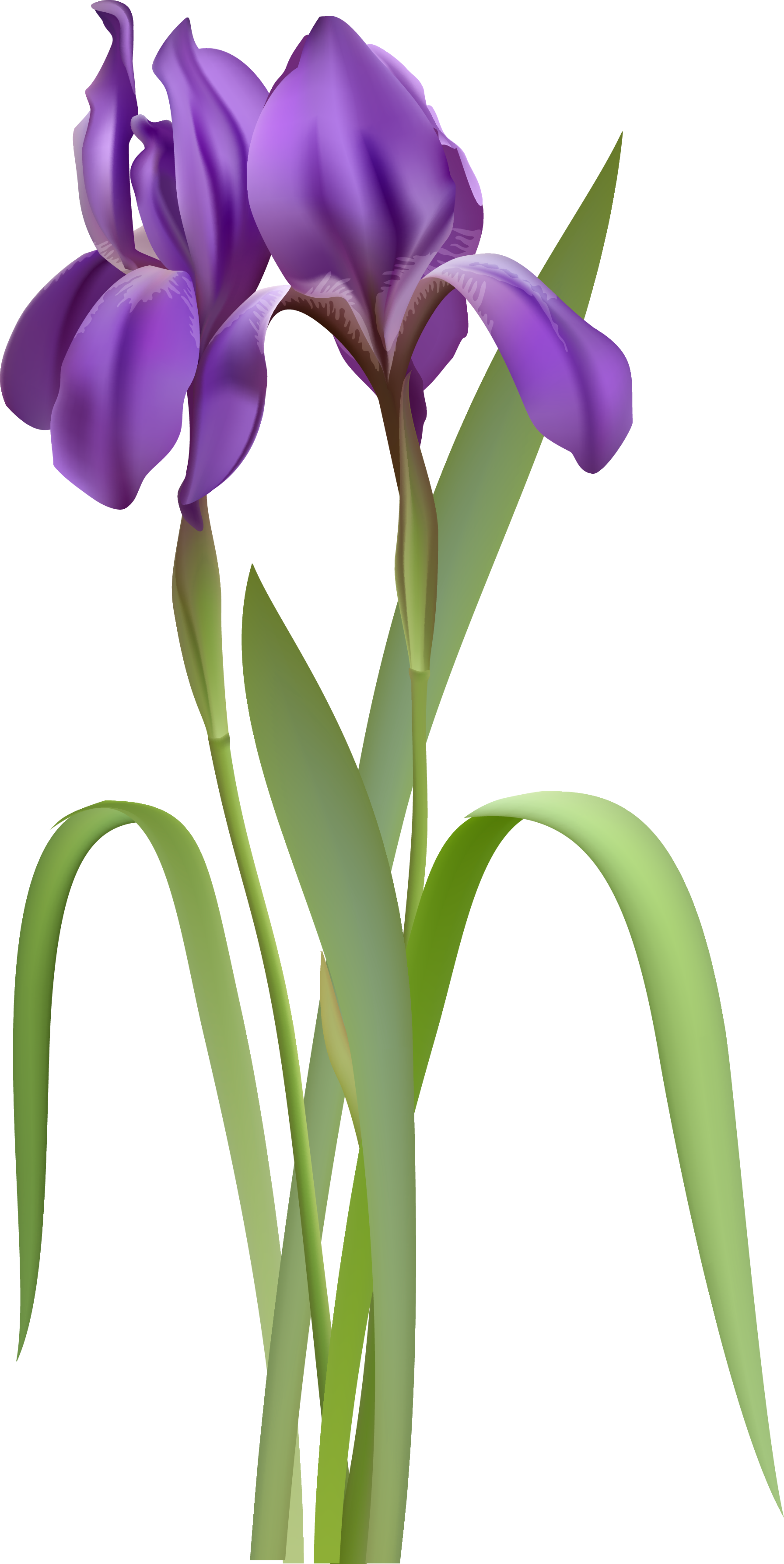 Iris Clipart (1792x3572)