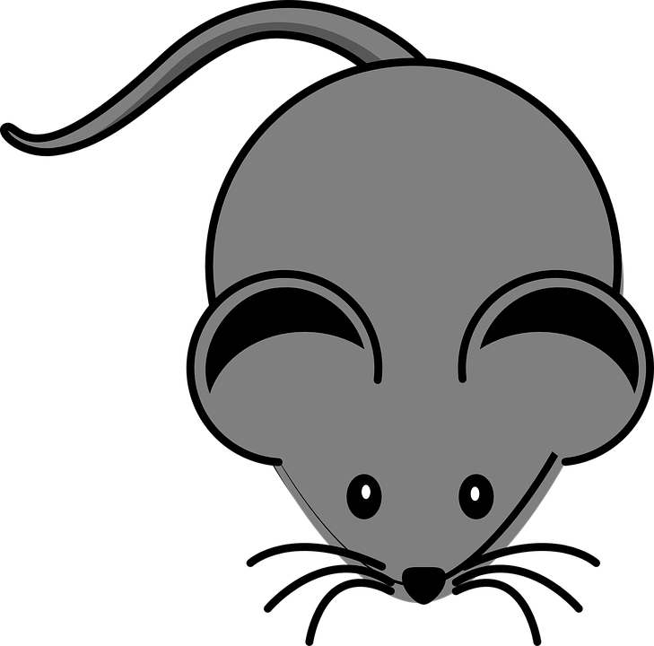 Grey Clipart Mouse Animal - Clip Art Of Mouse (729x720)