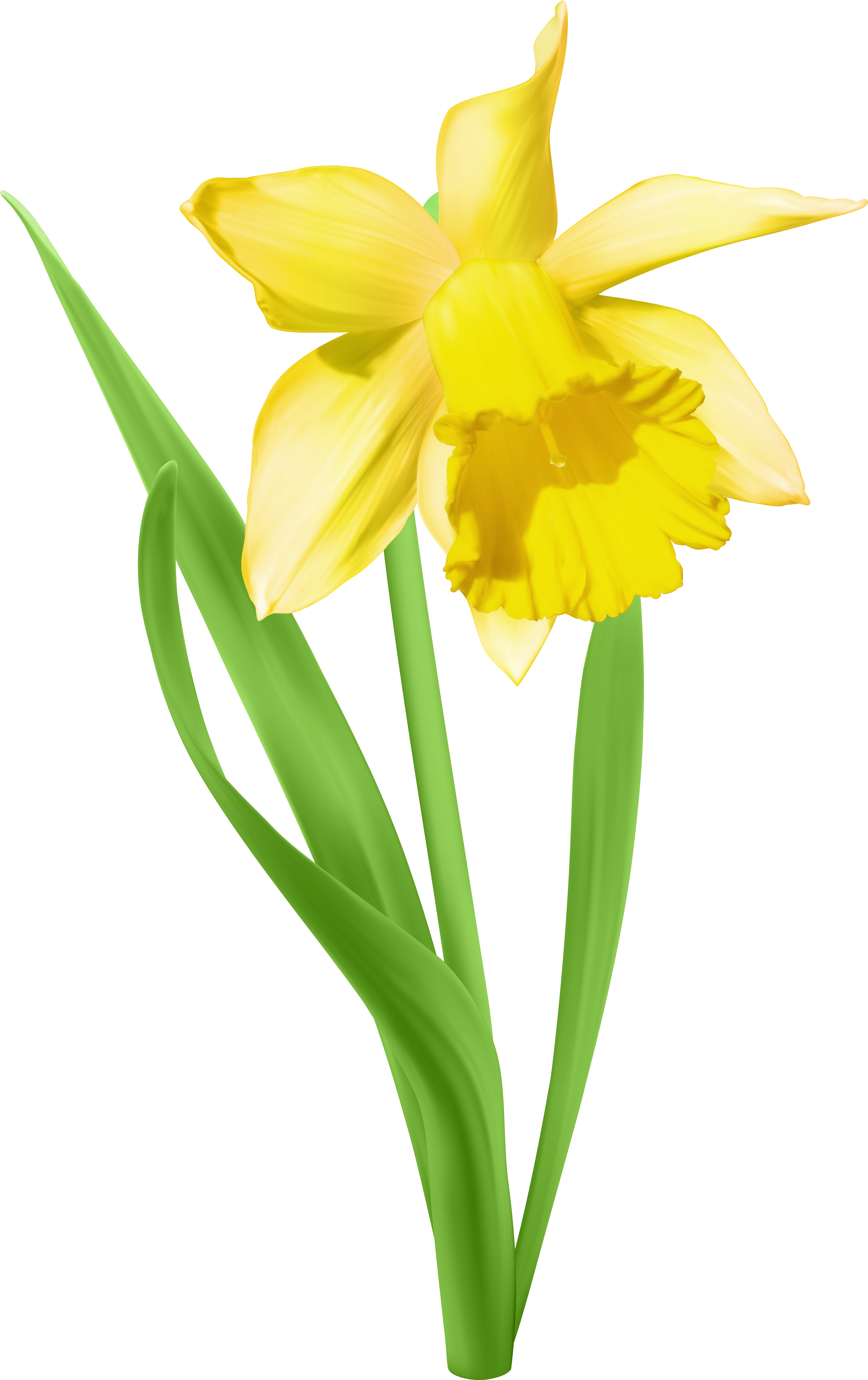 Daffodil Transparent Png Clip Art Image - Daffodil Transparent (5153x8000)