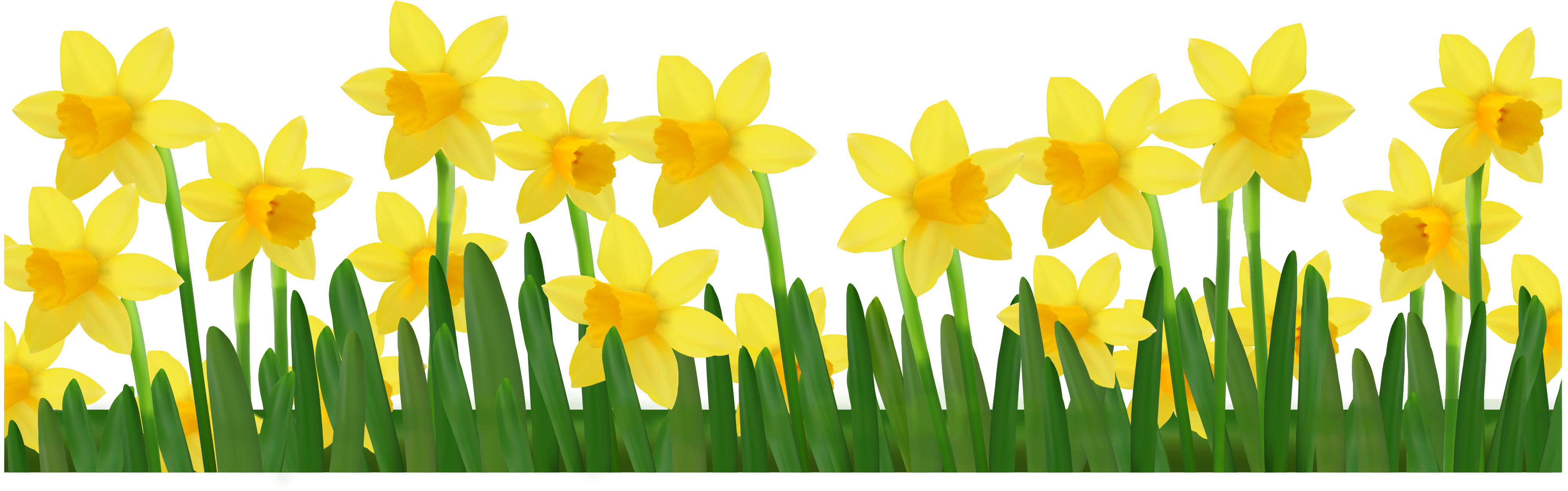 Spring Flowers In Pots - Daffodils Png (4200x1283)