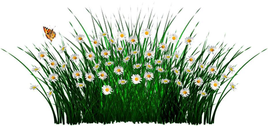Free Spring Flower Clipart 18, - Camomile (960x548)