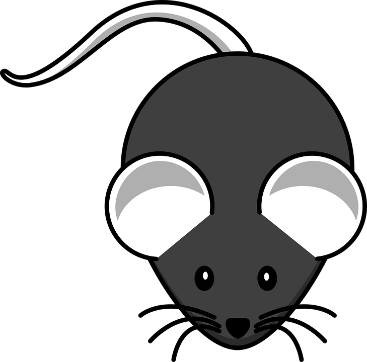 Whiskers Clipart Little Mouse - Mouse Drawing Easy (729x720)