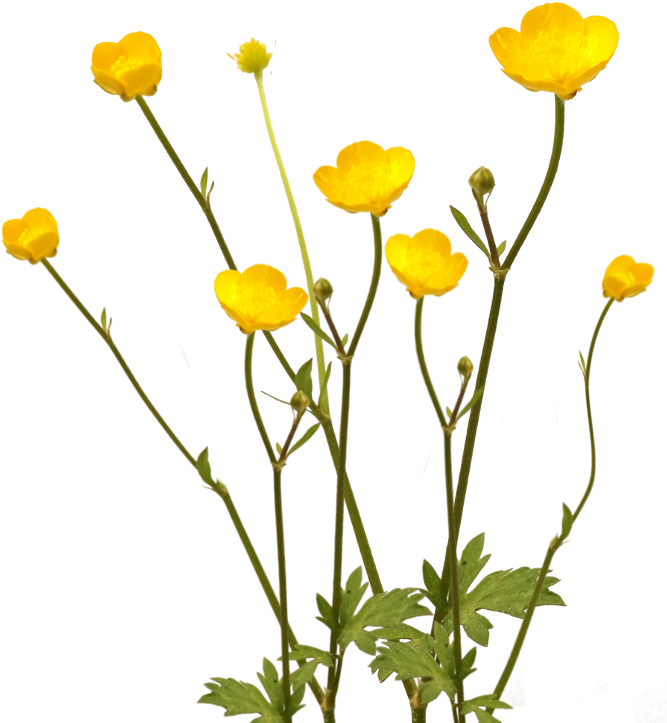 Mayflower Opengameartorg - Buttercup Flower Png (786x786)