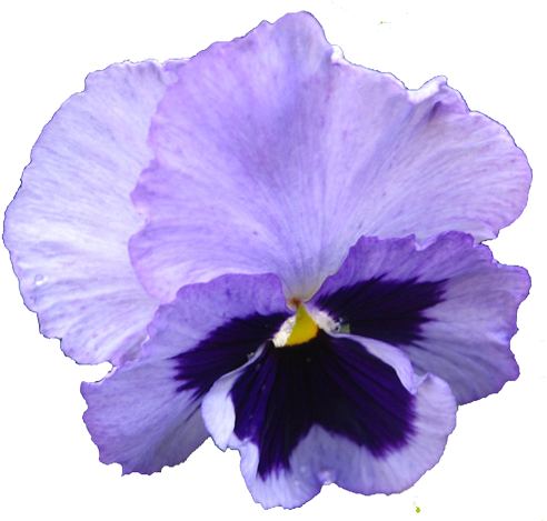 Realistic Clipart Purple - Flower Clip Art Realistic (500x468)