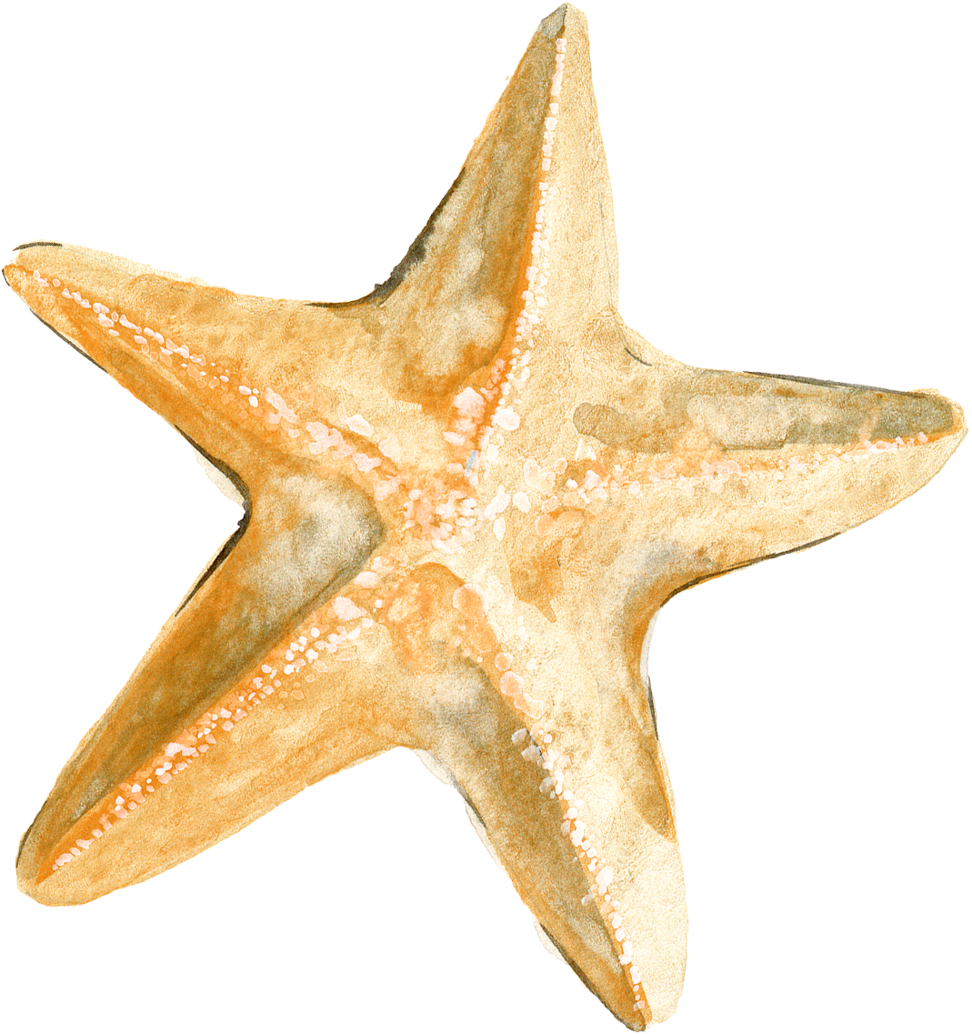 Starfish Download - Drawing Starfish - Starfish Download - Drawing Starfish (2400x2400)