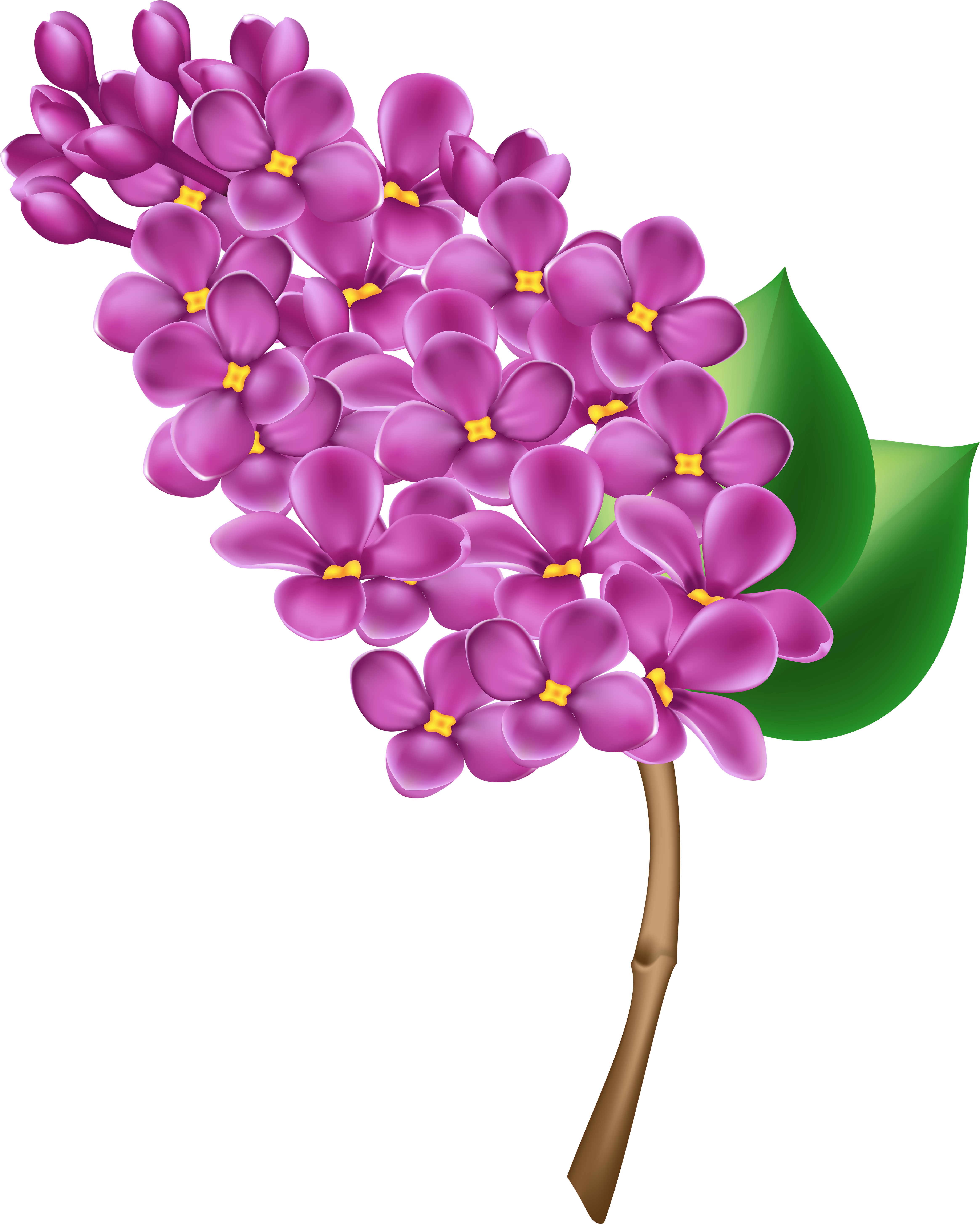 Purple Flower Clipart No Background - Purple Flower Clipart No Background (4805x6000)