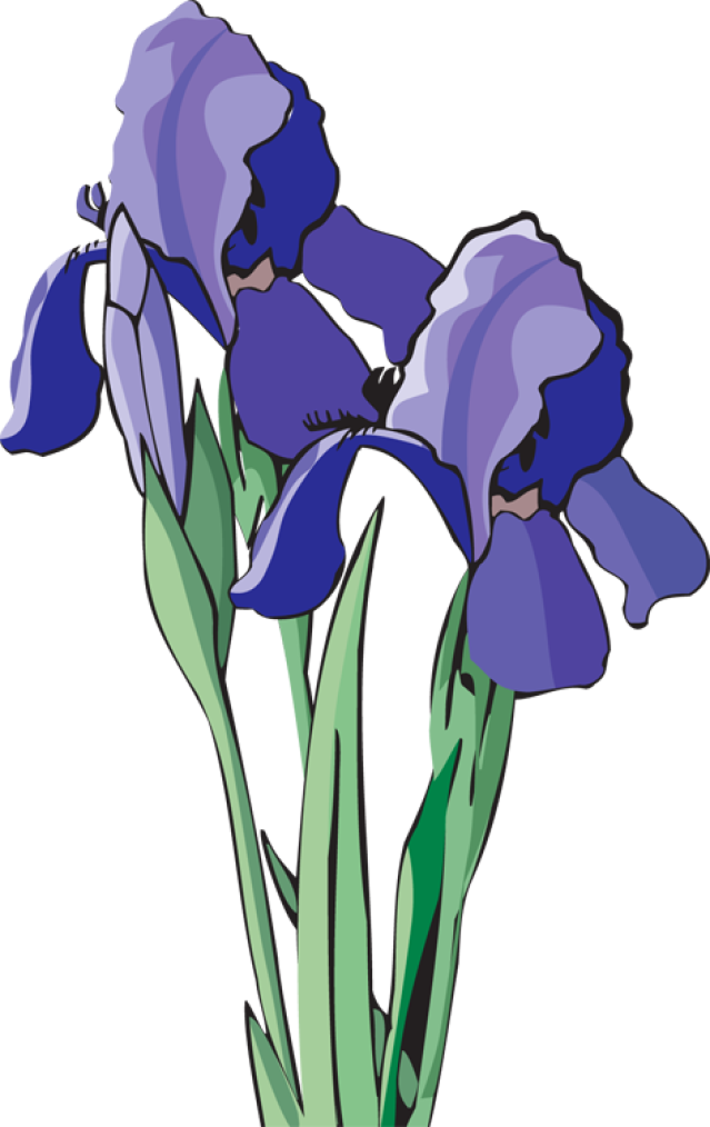 Iris Flower Clipart - Purple Iris Clip Art (639x1014)