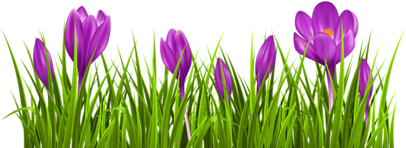 Transparent Crocus Grass Png Clipart Picture - Crocus Clipart (600x242)