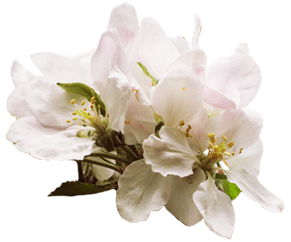 Purple Flower Clipart Apple Blossom - Jpeg (413x344)