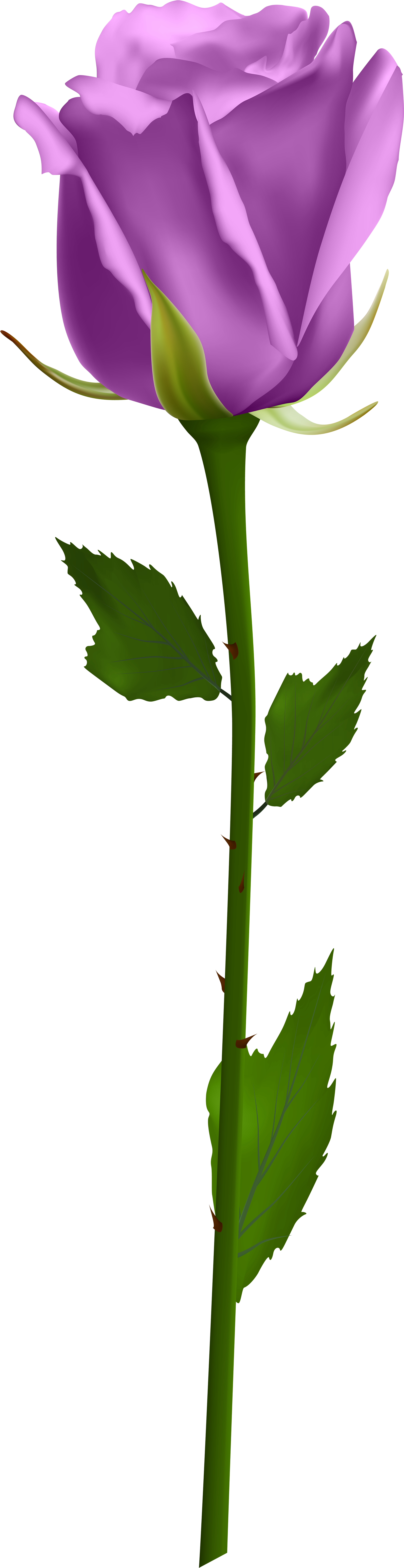 Purple Rose Clip Art Image - Single White Rose Png (2157x8000)