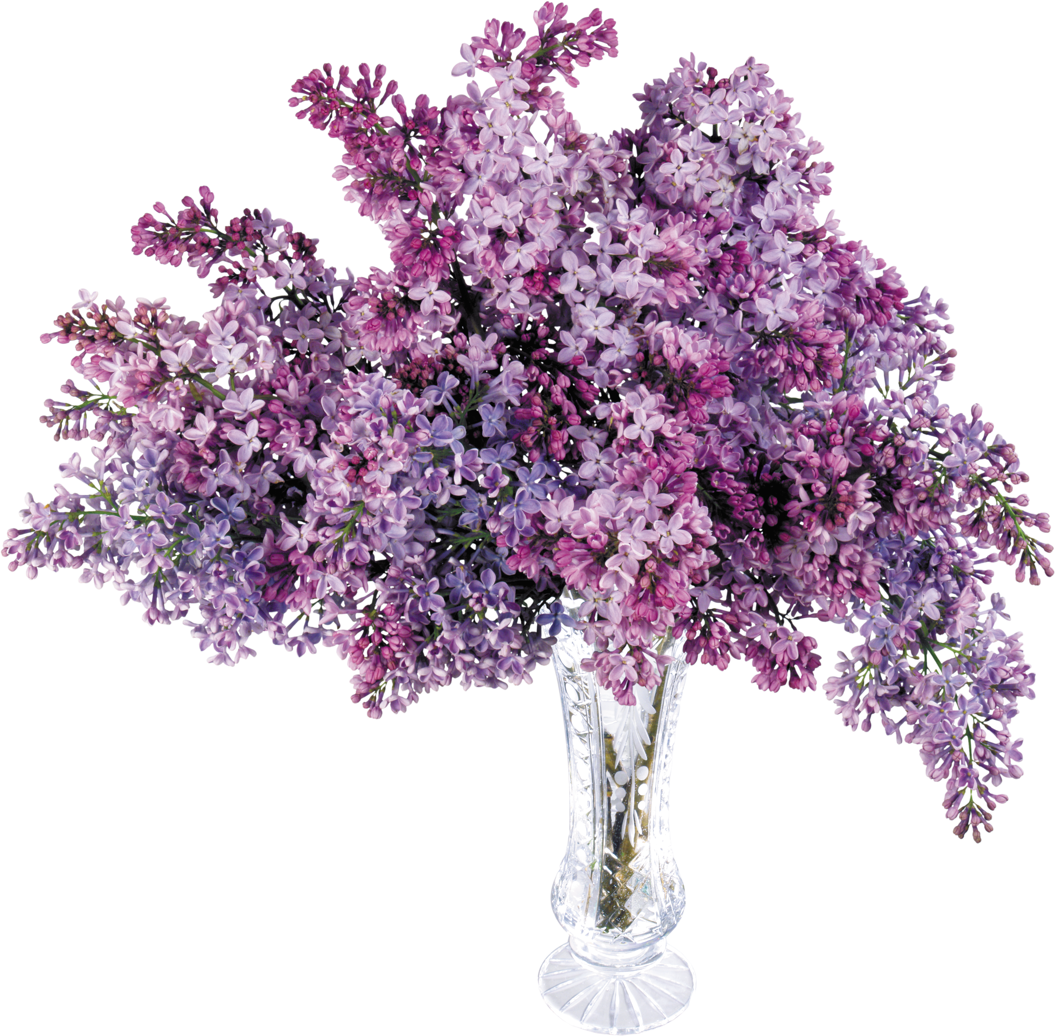 Lilac Flower Clip Art - Lilac Flower Clip Art (3632x3513)