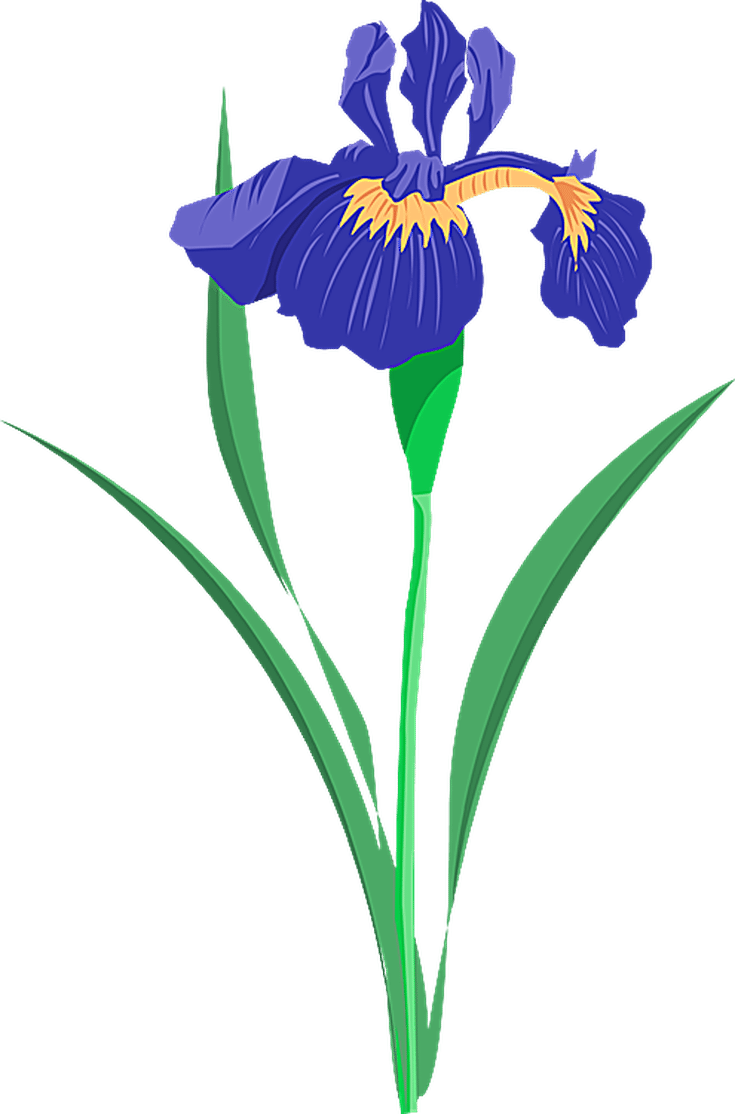 Grab This Free Summer Flower Clip Art - Purple Iris Clip Art (735x1114)
