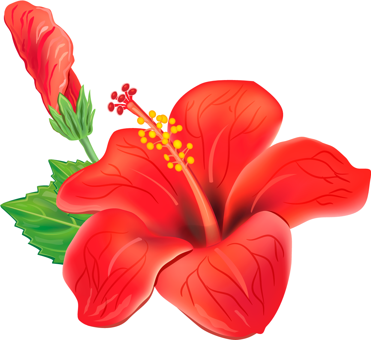 🌺beautiful🌺 Hibiscus Clipart Images Free Download - Hibiscus Vector (1296x1191)