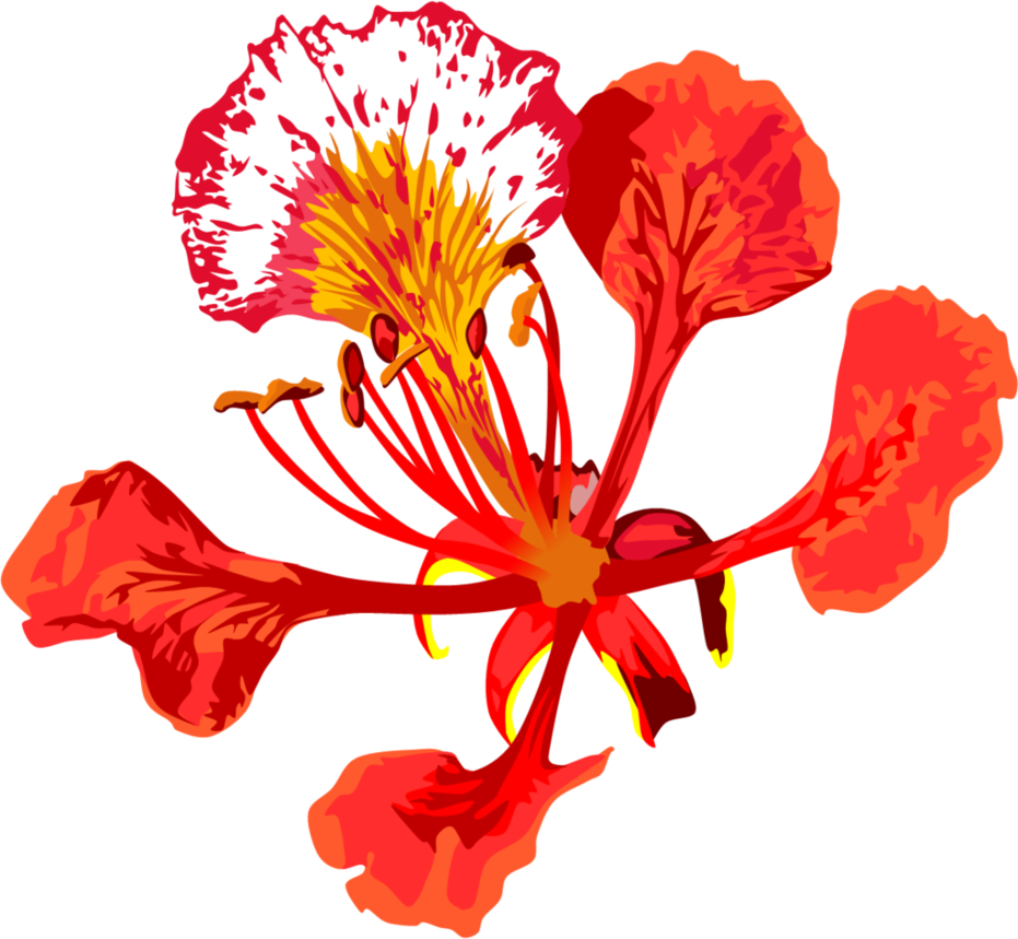 Poinciana Flower By Adamzt2 On Deviantart - Gulmohar Flower (931x859)