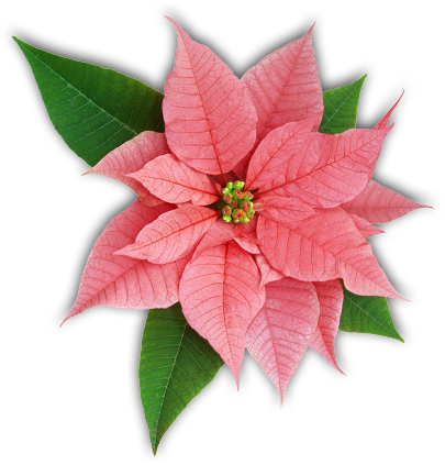 University Of Illinois Extension - Poinsettia Flower (405x423)