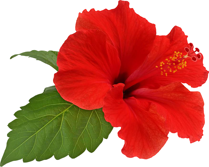 Hibiscus Flower Bloom By Hrtddy - Hibiscus Transparent (882x706)