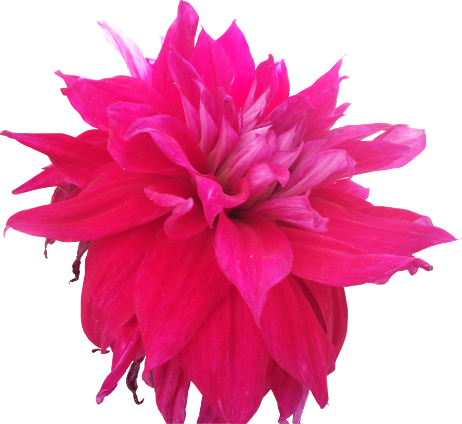 Pink Flower Pictures - Hot Pink Flowers Drawing (900x826)