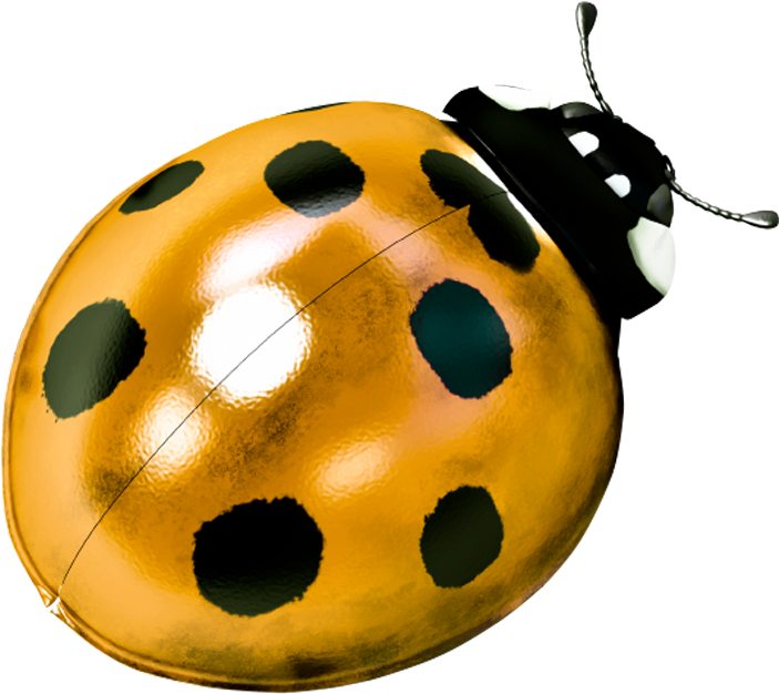 Ladybug With Legs Clip Art At Clker - Ladybird Beetle (1008x803)