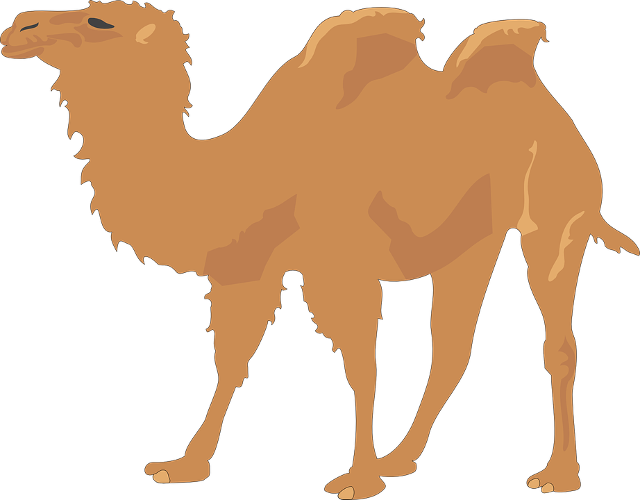 Camel Clip Art - Camel Vector Free (922x720)